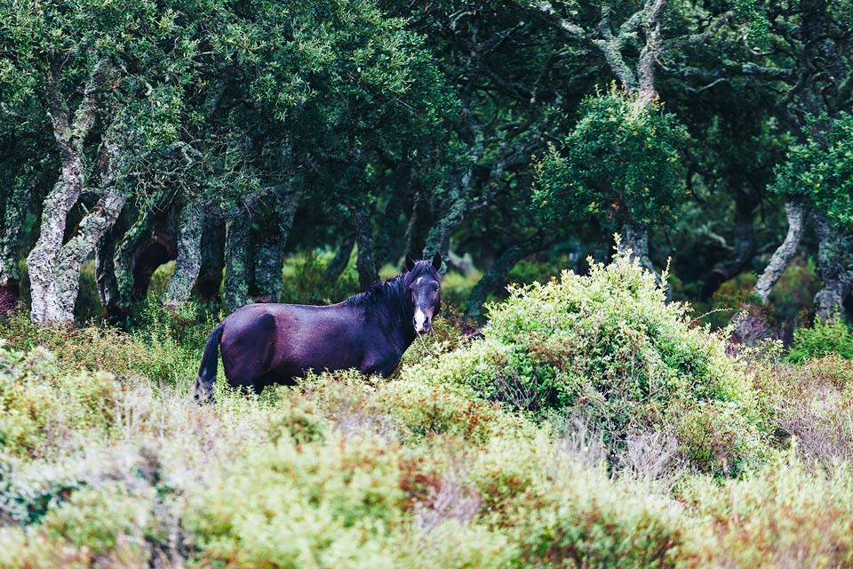 Grasendes Wildpferd