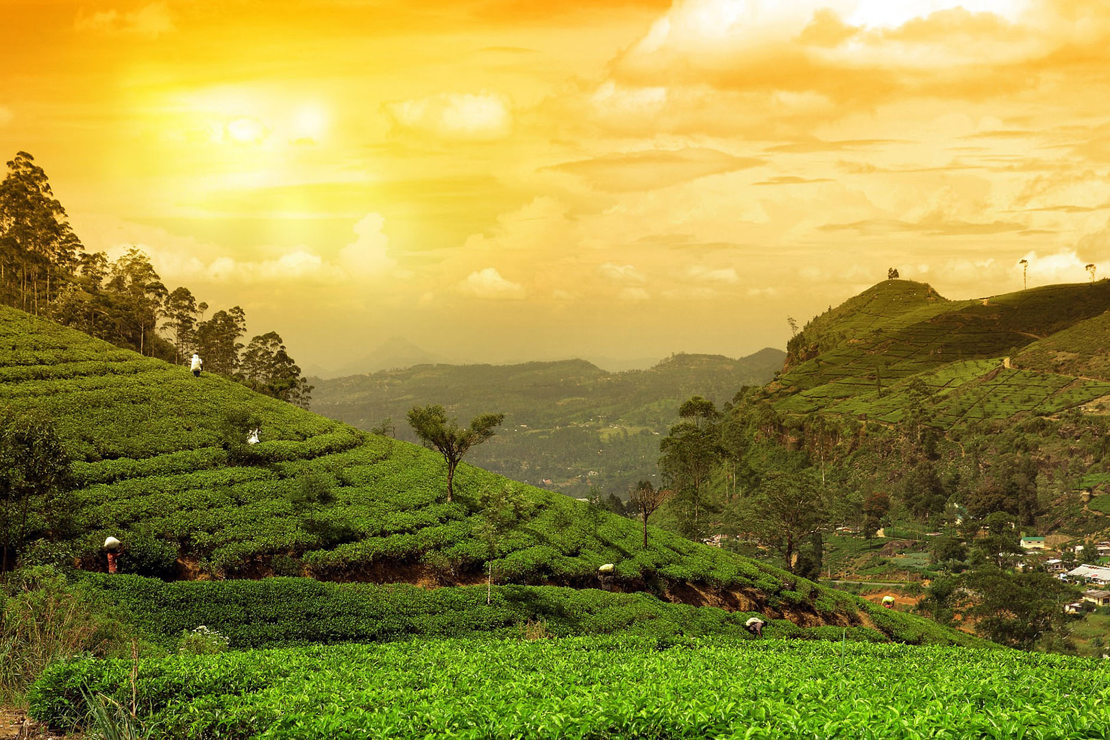 tea plantation landscape