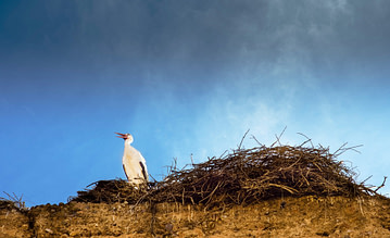 Störche beim Nisten auf den Dächern von Marrakesch