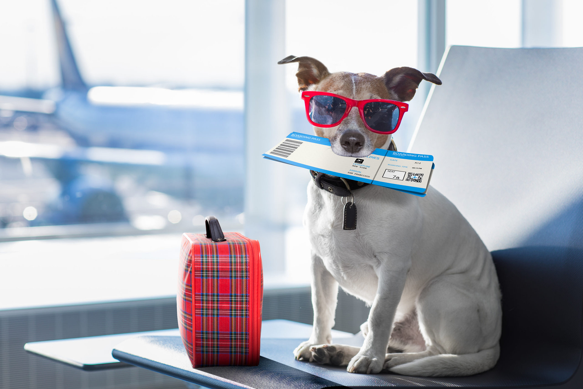 Der Hund mit Sonnenbrille und Flugticket im Maul auf dem Flughafen