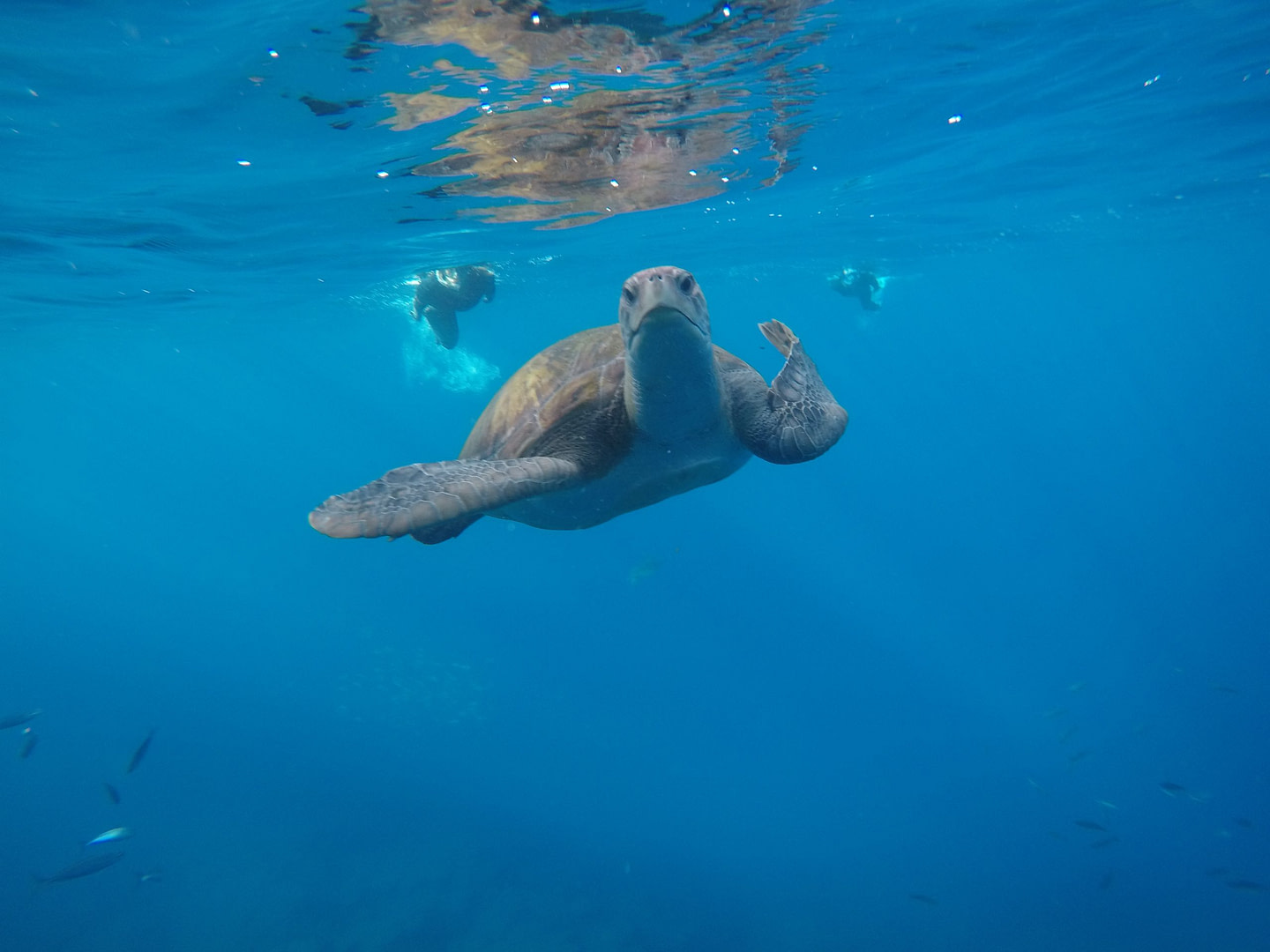 Bild_Schildkroete_Fuerteventura