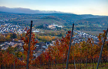 Ahrweiler Weinreben