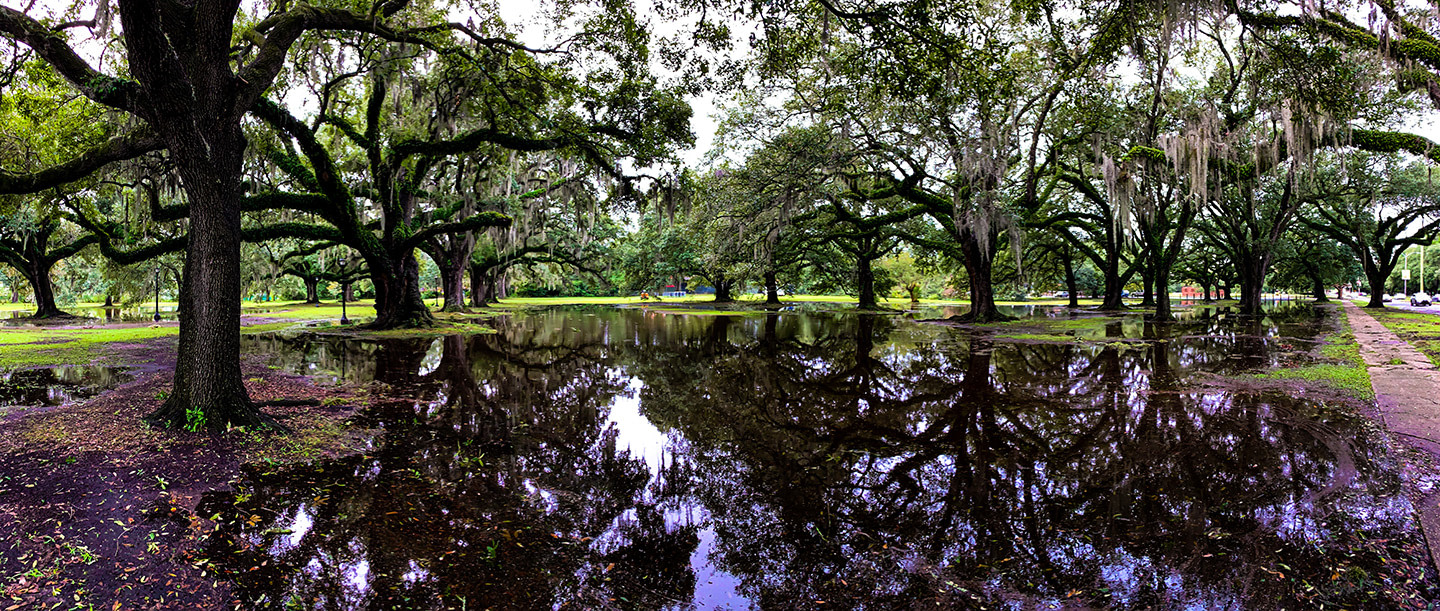 Oak Tree 4 New Orleans