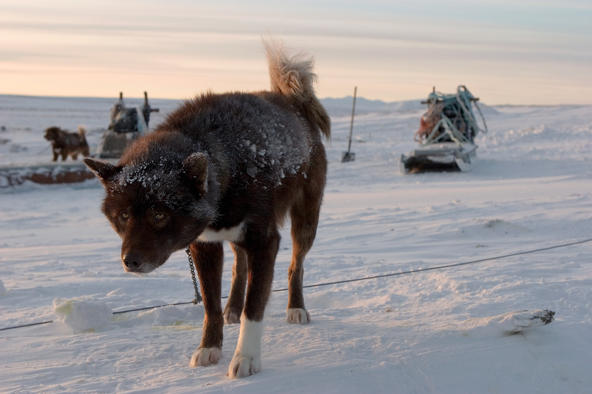 Husky Island