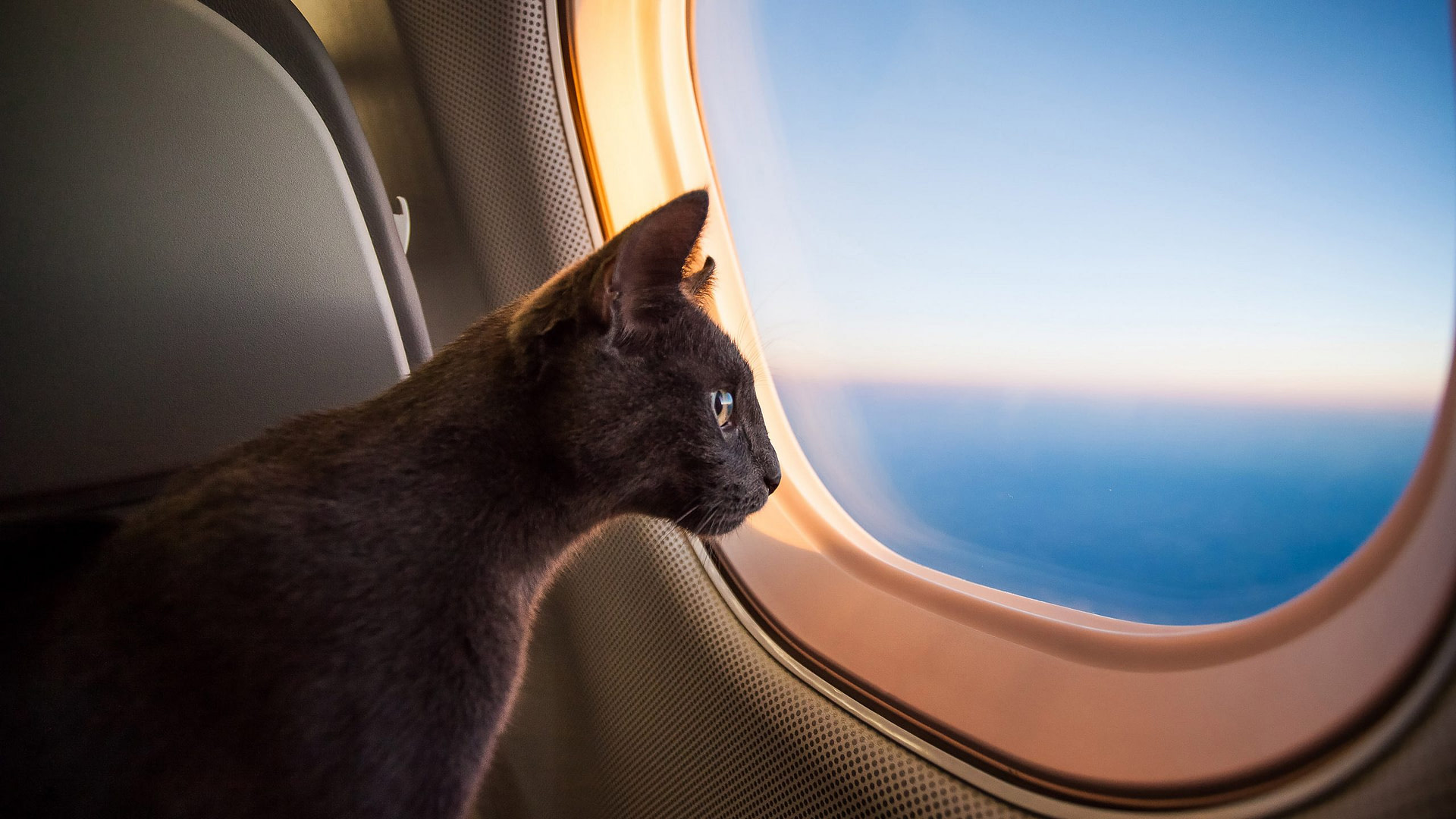 Cat is sitting in front of an airllane window
