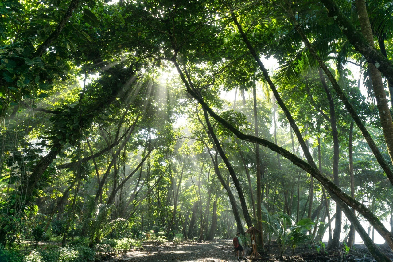 Costa Rica Rainforest