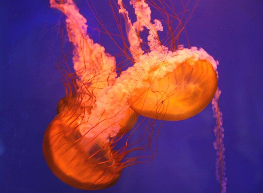 Dubai Aquarium