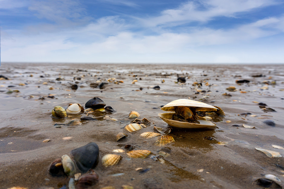 wattenmeer